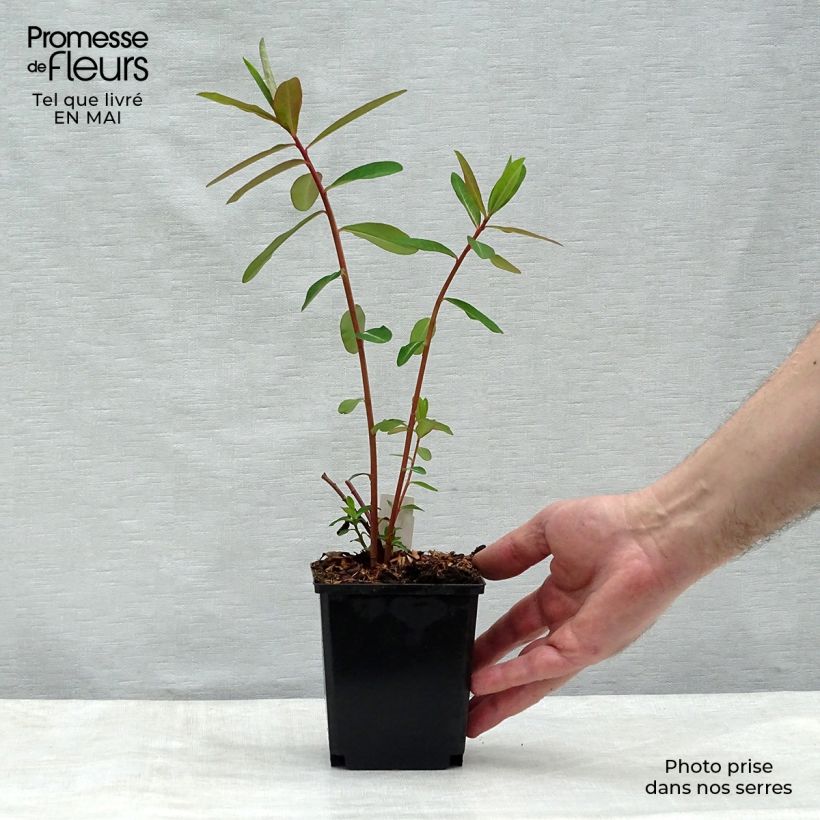 Euphorbia griffithii Fireglow Vasetto da 8/9 cm esemplare consegnato in primavera