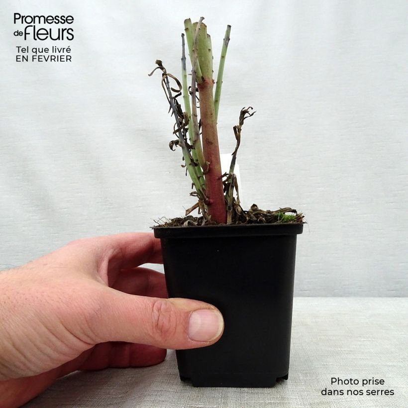Euphorbia lathyris - Euforbia catapuzia Vasetto da 8/9 cm esemplare consegnato in inverno