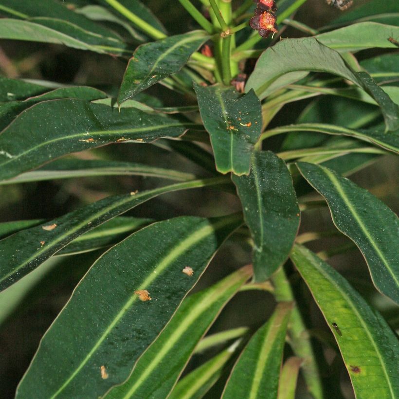 Euphorbia mellifera (Fogliame)