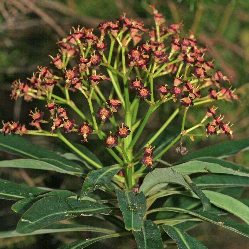 Euphorbia mellifera (Fioritura)