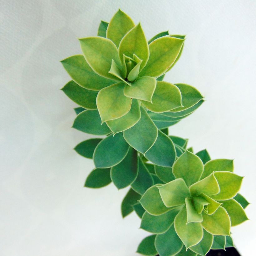 Euphorbia myrsinites (Fogliame)