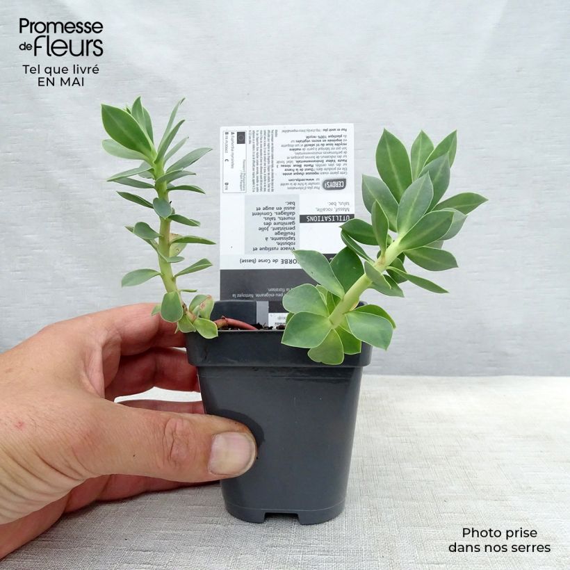 Euphorbia myrsinites Vasetto da 8/9 cm esemplare consegnato in primavera