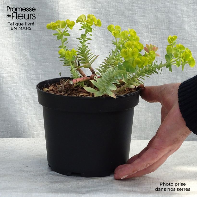 Euphorbia myrsinites Vaso da 2L/3L esemplare consegnato in inverno