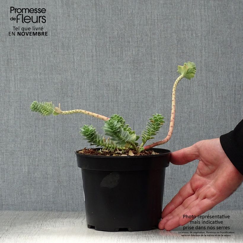 Esemplare di Euphorbia myrsinites Vaso da 2L/3L come consegnato in autunno