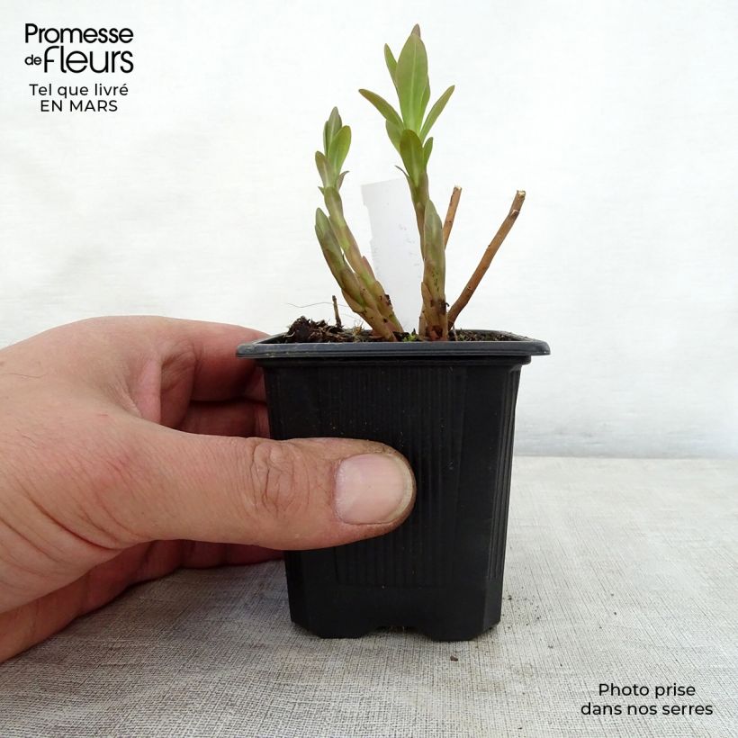 Euphorbia palustris - Euforbia lattaiola Vasetto da 8/9 cm esemplare consegnato in primavera