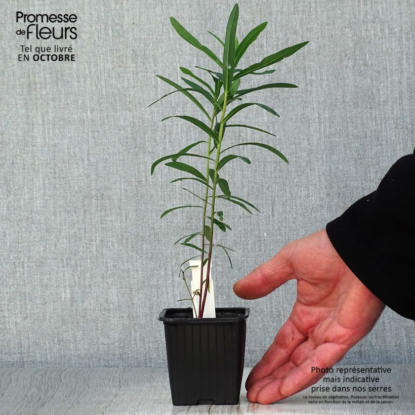 Esemplare di Euphorbia palustris - Euforbia lattaiola Vasetto da 8/9 cm come consegnato in autunno