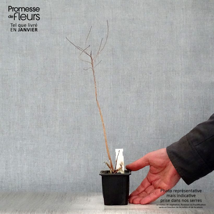 Euphorbia palustris - Euforbia lattaiola Vasetto da 8/9 cm esemplare consegnato in inverno