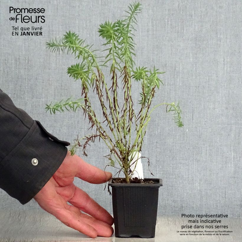 Euphorbia pithyusa subsp. cupanii Ponte Leccia Vasetto da 8/9 cm esemplare consegnato in inverno