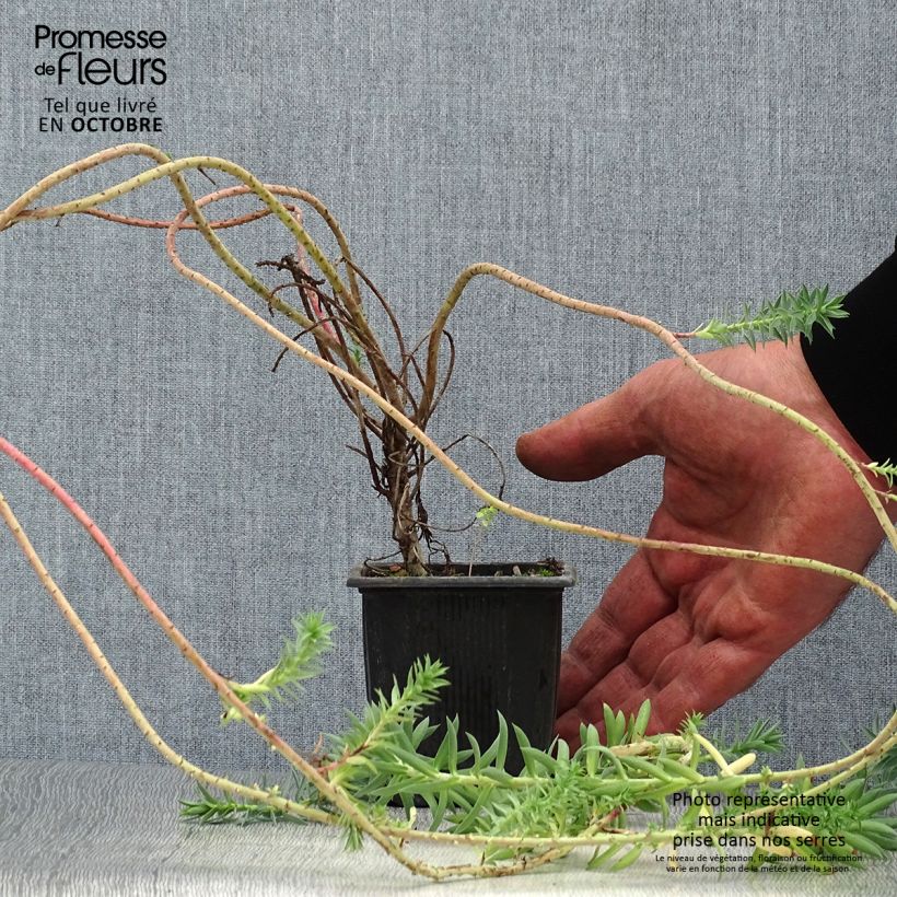 Esemplare di Euphorbia pithyusa subsp. cupanii Ponte Leccia Vasetto da 8/9 cm come consegnato in autunno