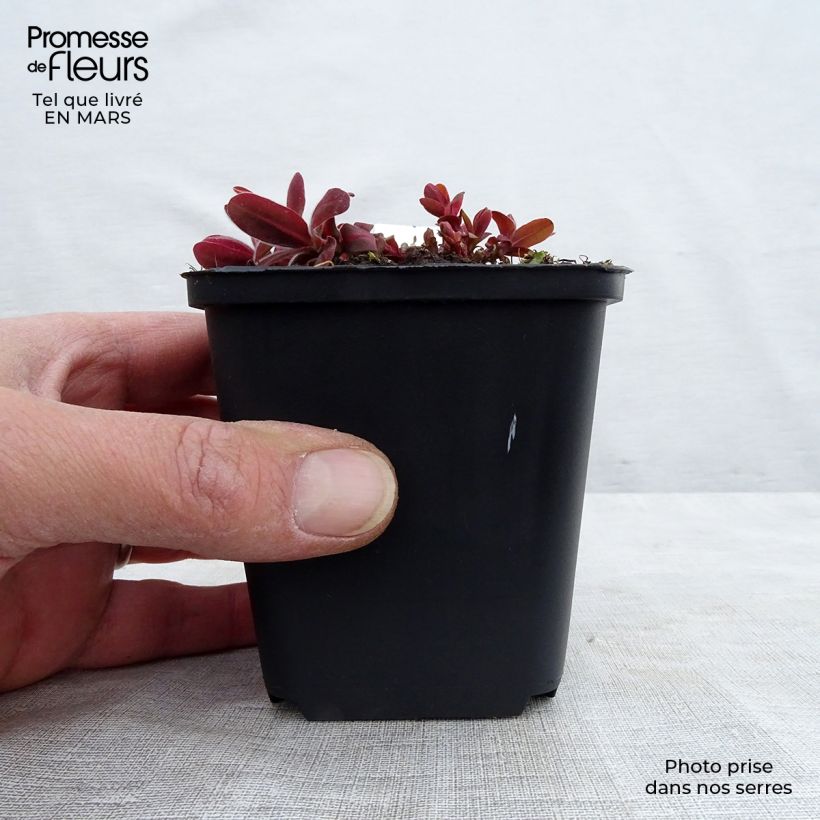 Euphorbia polychroma Bonfire Vasetto da 8/9 cm esemplare consegnato in inverno