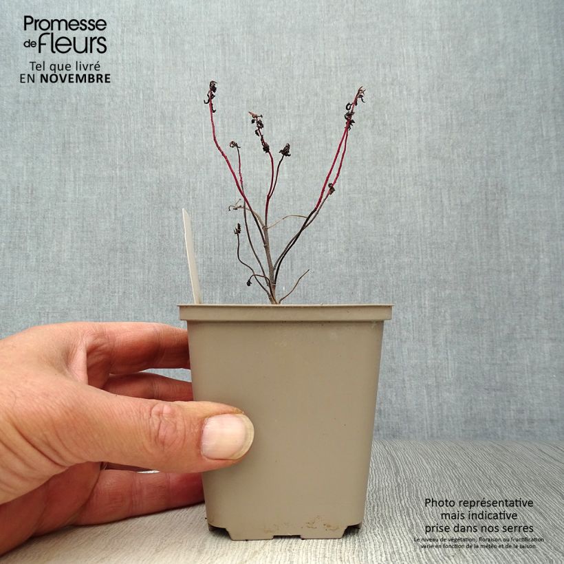 Esemplare di Euphorbia polychroma Purpurea Vasetto da 8/9 cm come consegnato in autunno