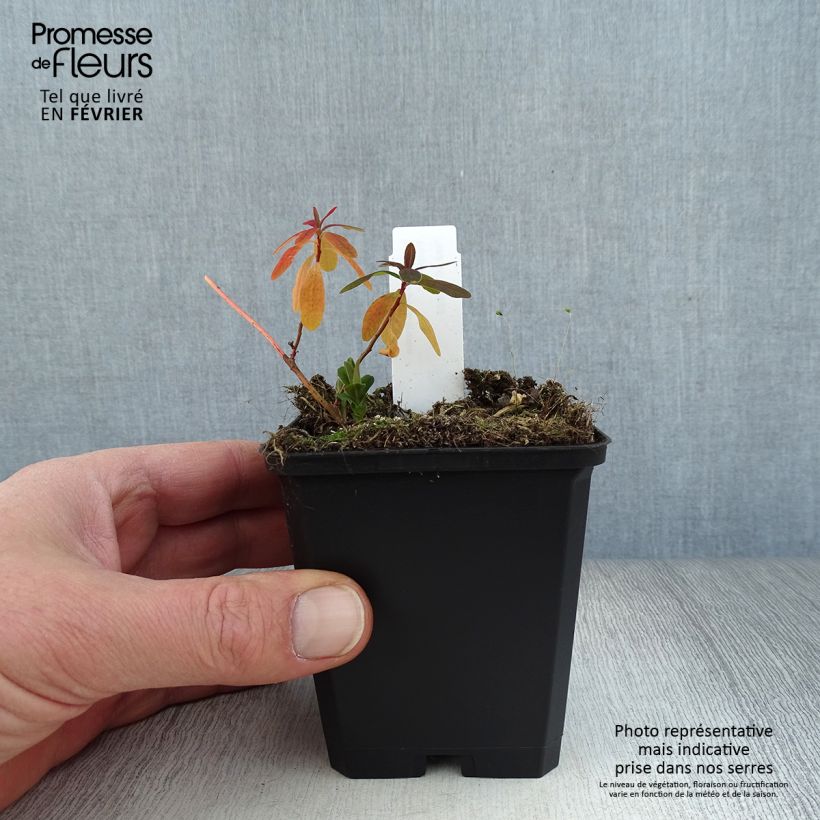 Euphorbia polychroma Purpurea Vasetto da 8/9 cm esemplare consegnato in inverno