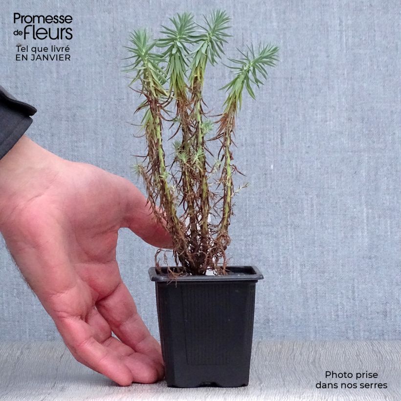 Euphorbia pithyusa - Euforbia delle Baleari Vasetto da 8/9 cm esemplare consegnato in inverno