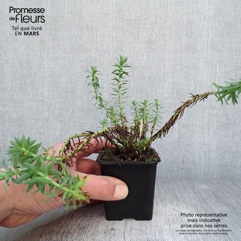Euphorbia pithyusa - Euforbia delle Baleari Vasetto da 8/9 cm esemplare consegnato in primavera