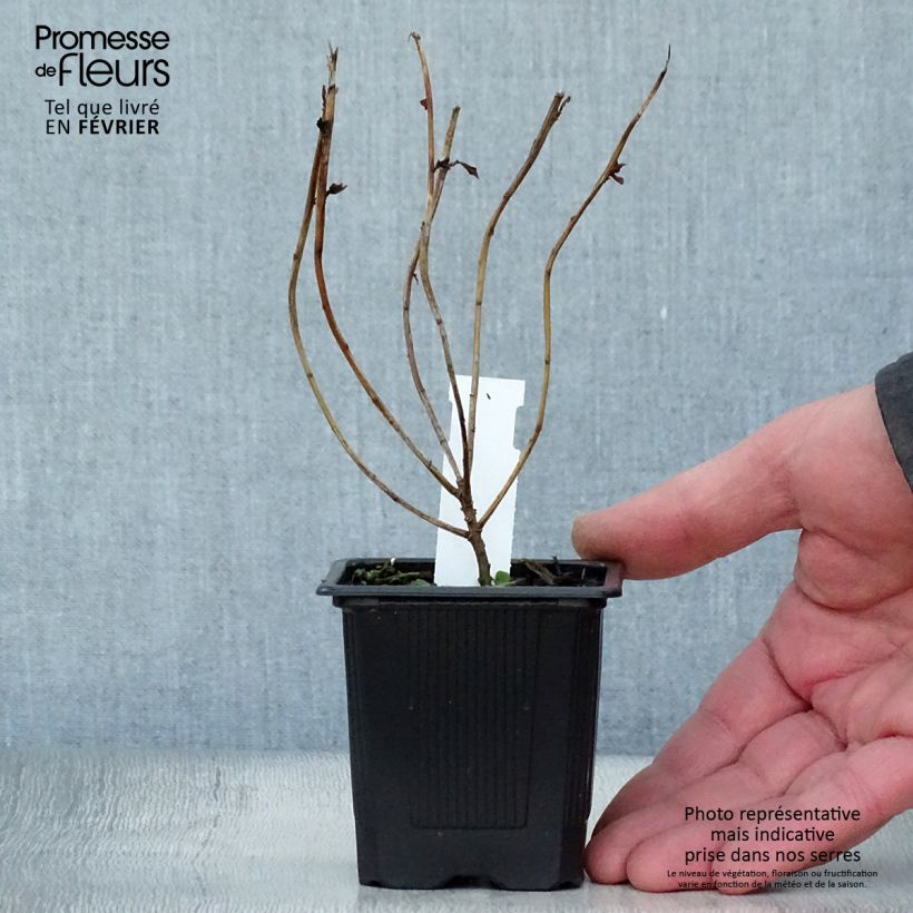 Euphorbia schillingii Vasetto da 8/9 cm esemplare consegnato in inverno