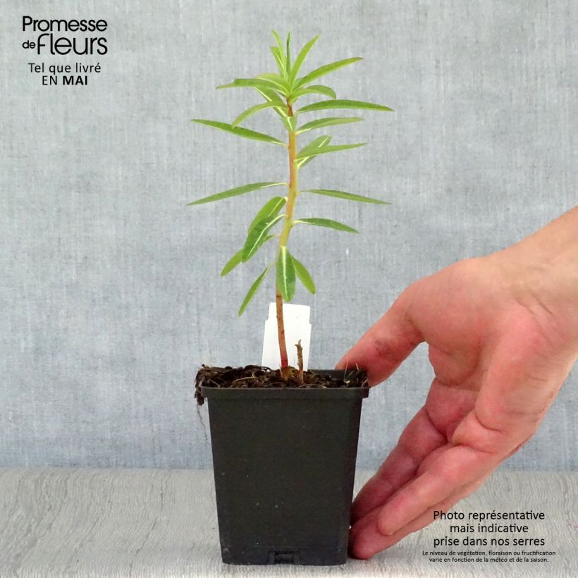 Euphorbia schillingii Vasetto da 8/9 cm esemplare consegnato in primavera