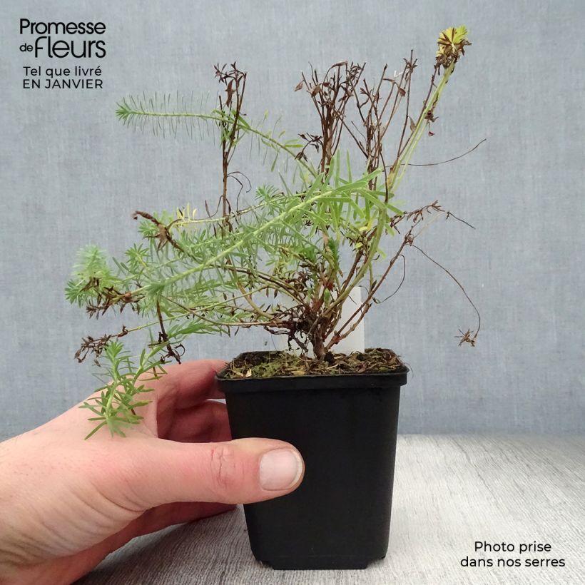 Euphorbia seguieriana subsp. niciciana Vasetto da 8/9 cm esemplare consegnato in inverno