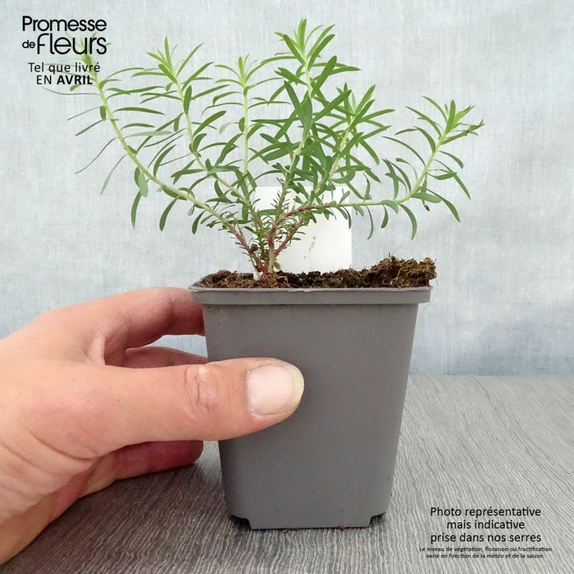 Euphorbia seguieriana subsp. niciciana Vasetto da 8/9 cm esemplare consegnato in primavera