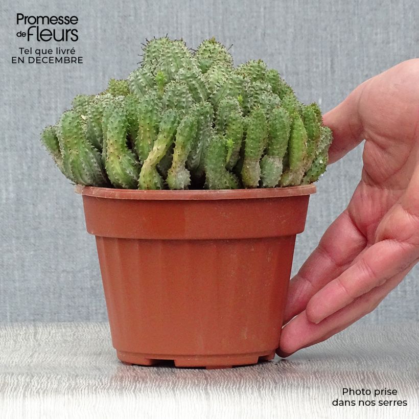 Euphorbia submammillaris Vaso da Ø 12 cm / 13 cm esemplare consegnato in inverno