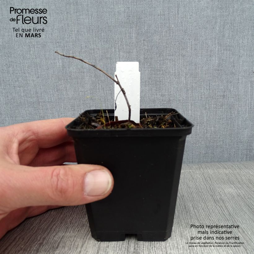 Euphorbia wallichii Vasetto da 8/9 cm esemplare consegnato in inverno