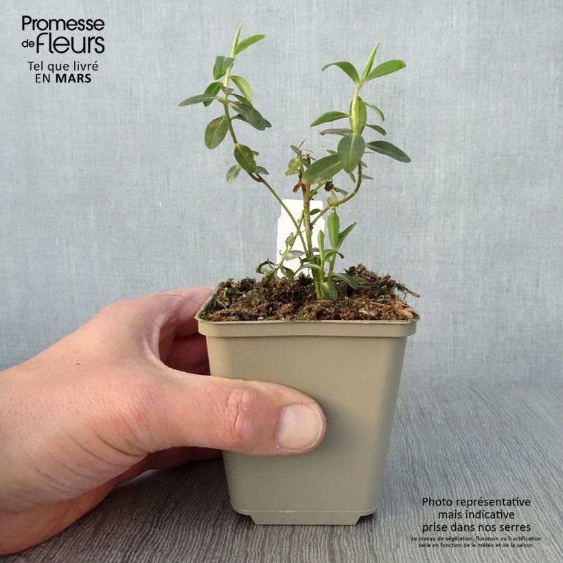 Euphorbia wallichii Vasetto da 8/9 cm esemplare consegnato in primavera