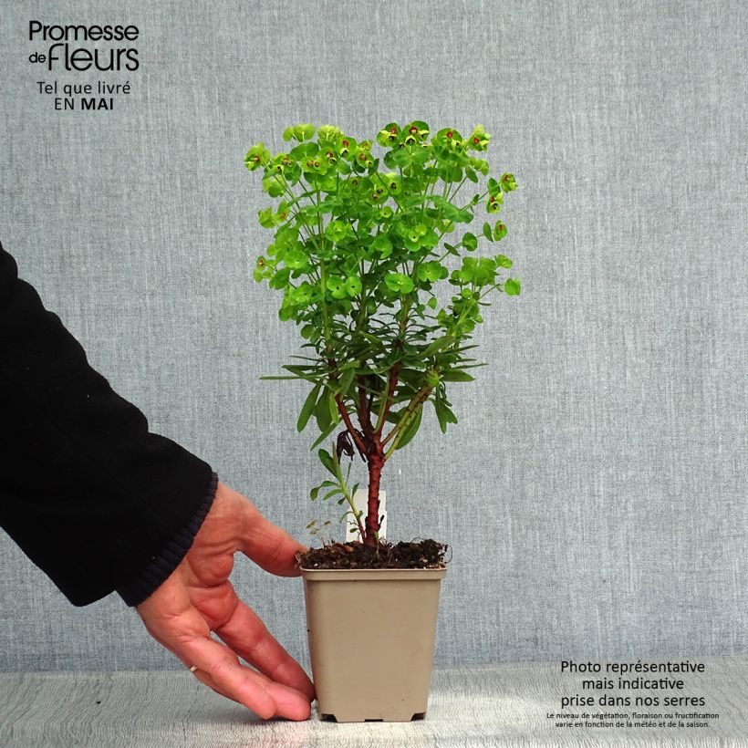 Euphorbia martinii Baby Charm Vasetto da 8/9 cm esemplare consegnato in primavera