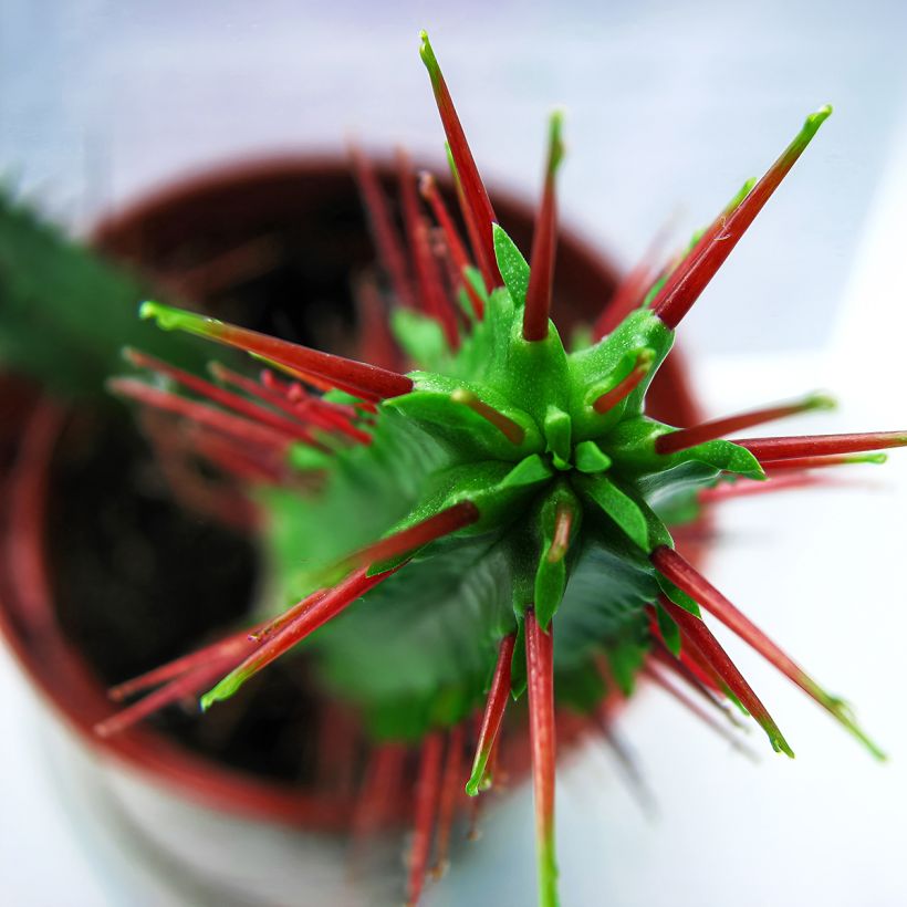Euphorbia enopla (Fogliame)