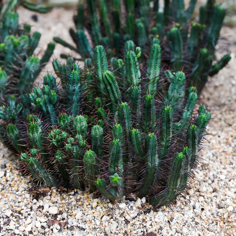 Euphorbia enopla (Porto)