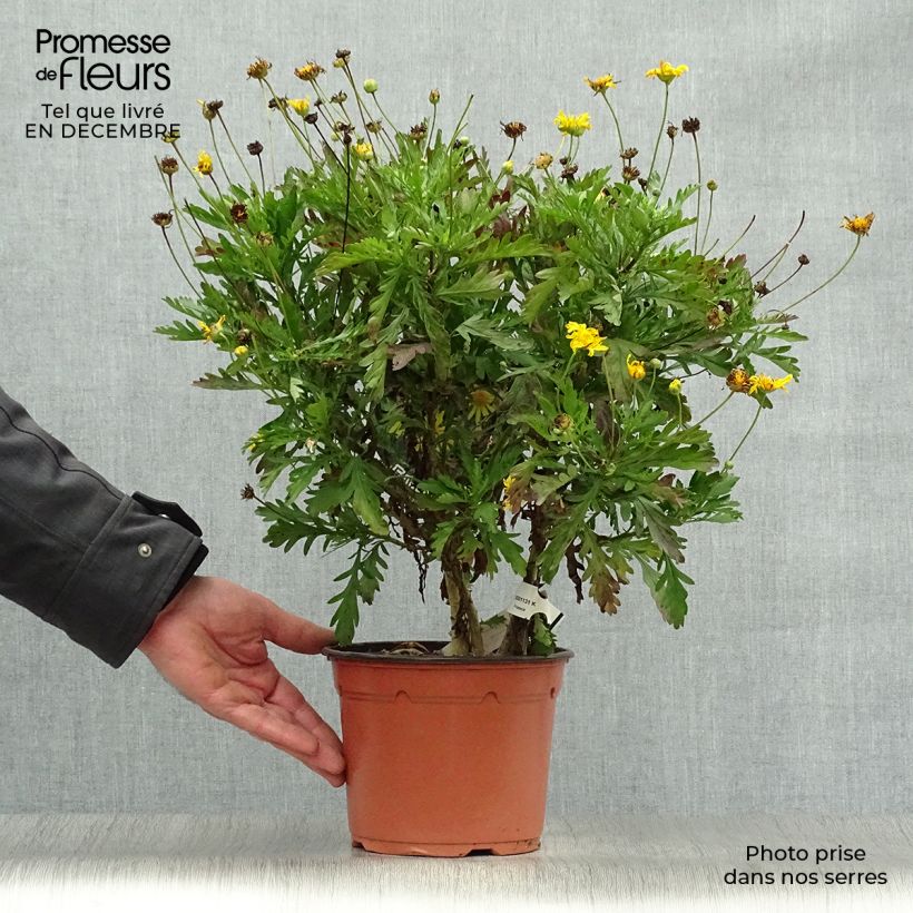 Euryops chrysanthemoides Vaso da 2L/3L esemplare consegnato in inverno