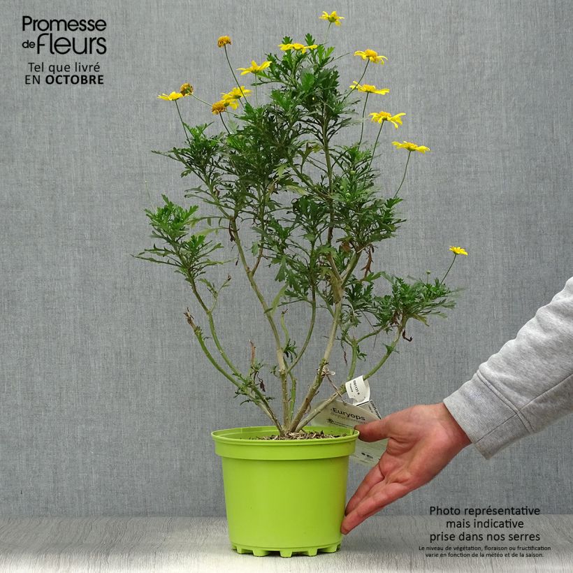 Esemplare di Euryops chrysanthemoides Vaso da 2L/3L come consegnato in autunno