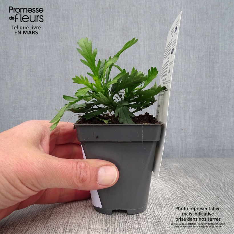 Euryops chrysanthemoides Sonnenschein Vasetto da 8/9 cm esemplare consegnato in primavera