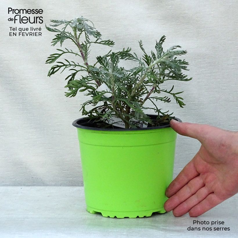 Euryops pectinatus - Margherita gialla Vaso da 2L/3L esemplare consegnato in inverno