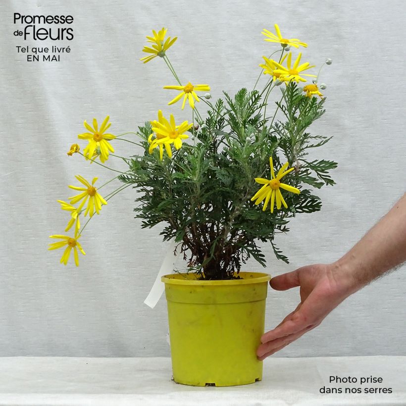Euryops pectinatus - Margherita gialla Vaso da 2L/3L esemplare consegnato in primavera