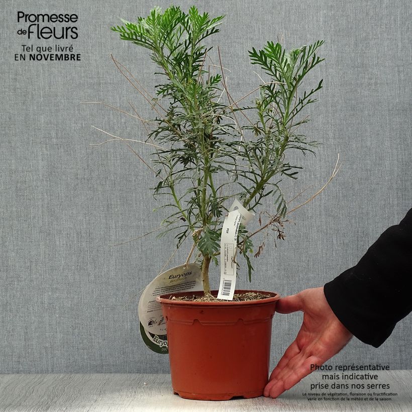 Esemplare di Euryops pectinatus - Margherita gialla Vaso da 2L/3L come consegnato in autunno