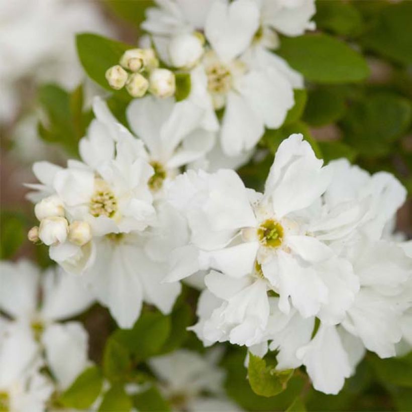 Exochorda macrantha Lotus Moon (Fioritura)