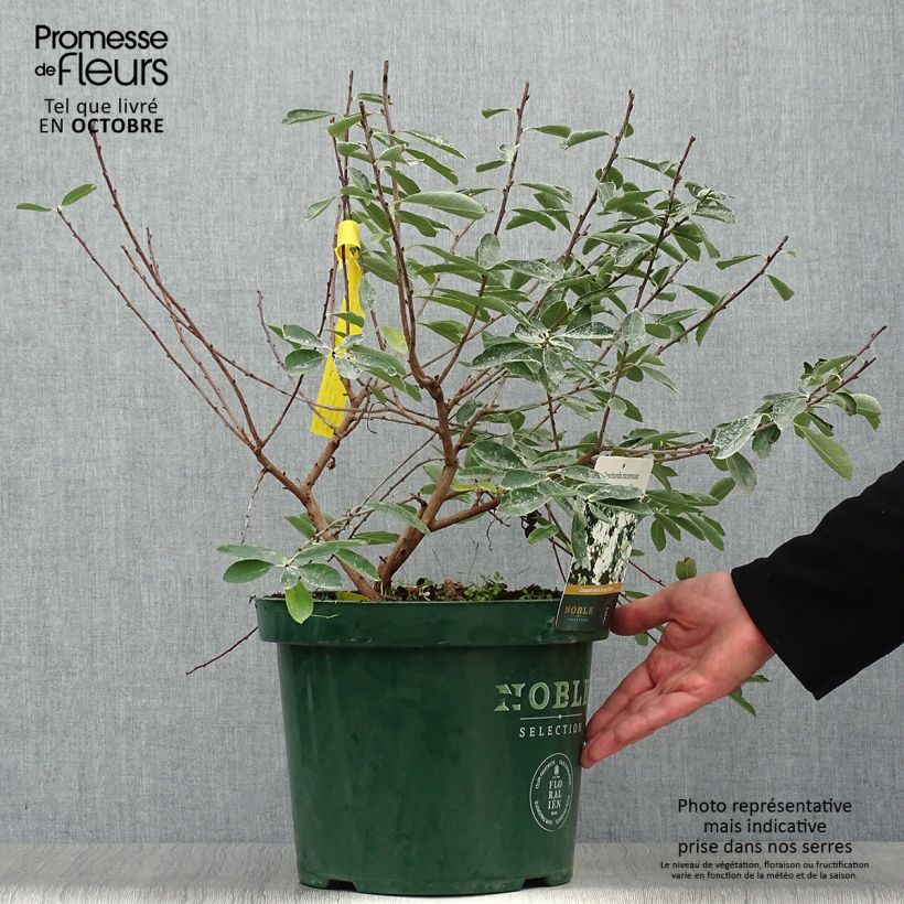 Esemplare di Exochorda racemosa Niagara Vaso da 7,5L/10L come consegnato in autunno