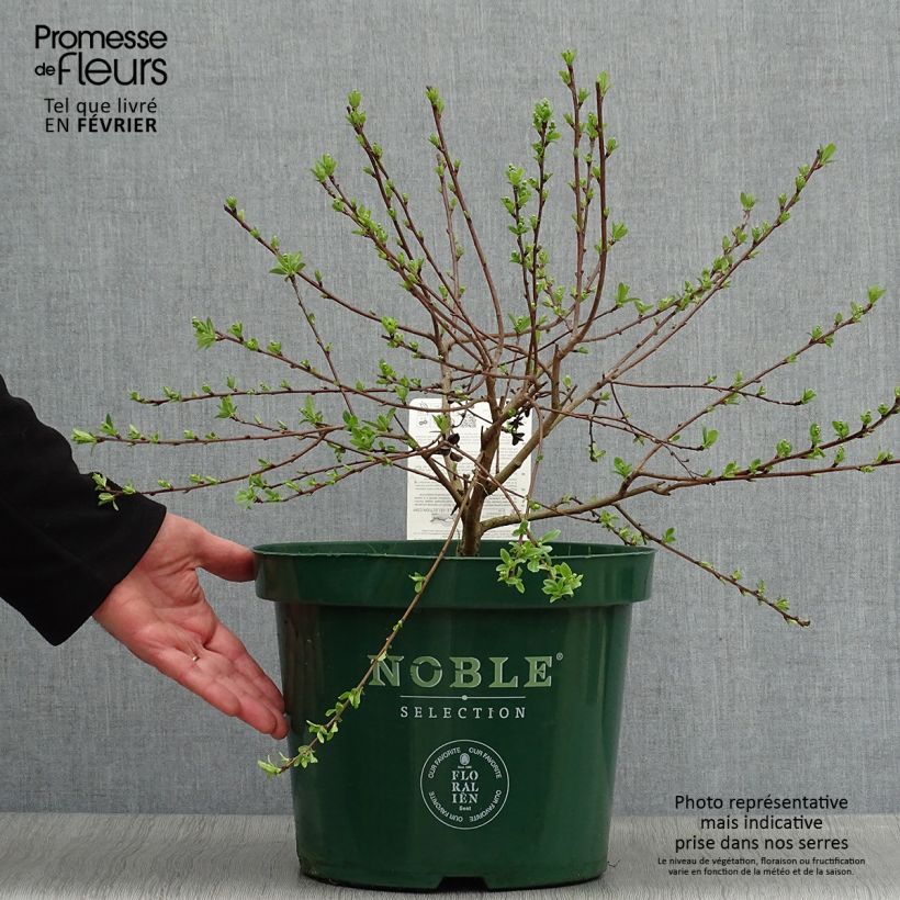 Exochorda racemosa Niagara Vaso da 7,5L/10L esemplare consegnato in inverno