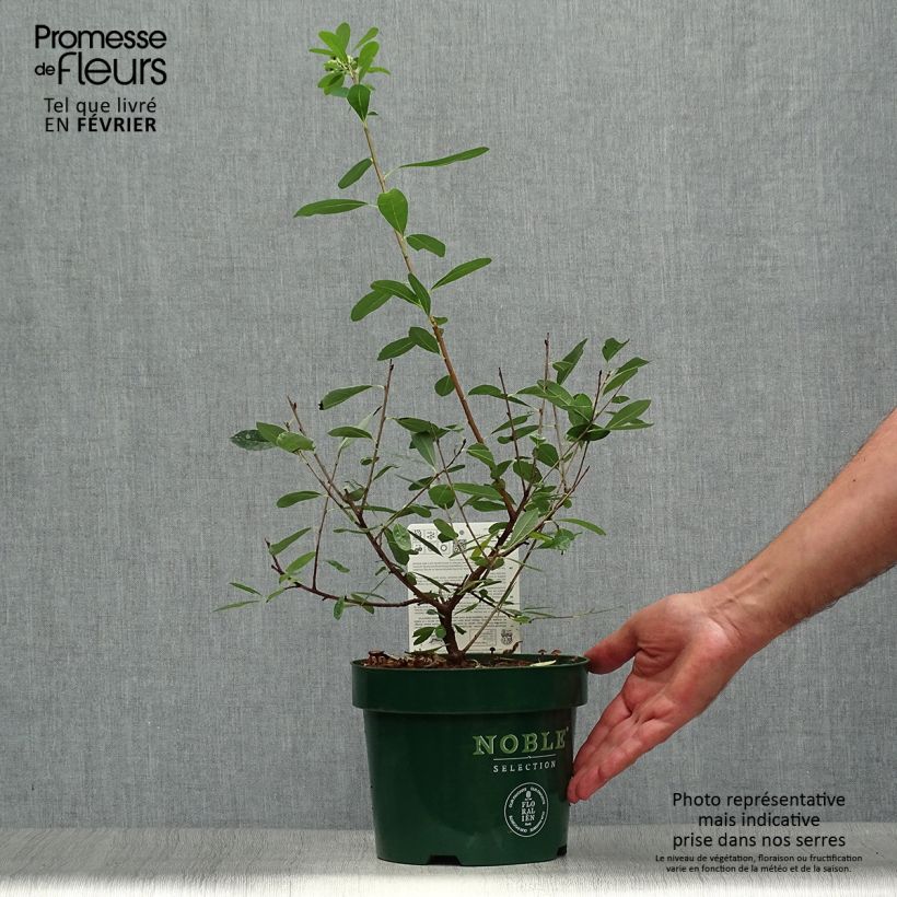 Esemplare di Exochorda racemosa Niagara Vaso da 3L/4L come consegnato in autunno