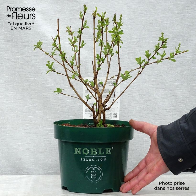 Exochorda racemosa Niagara Vaso da 3L/4L esemplare consegnato in primavera