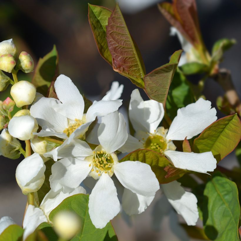 Exochorda serratifolia Snow White (Fioritura)