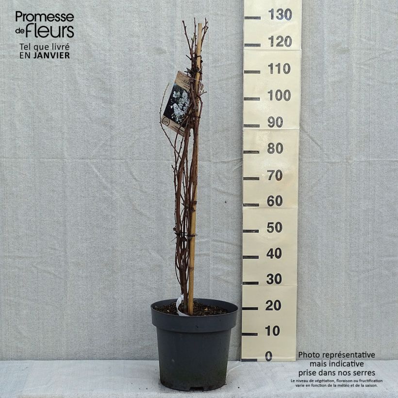 Exochorda macrantha The Bride Vaso da 12L/15L esemplare consegnato in inverno