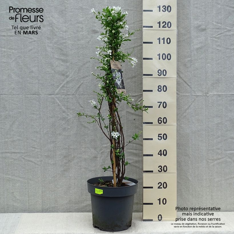 Exochorda macrantha The Bride Vaso da 12L/15L esemplare consegnato in primavera
