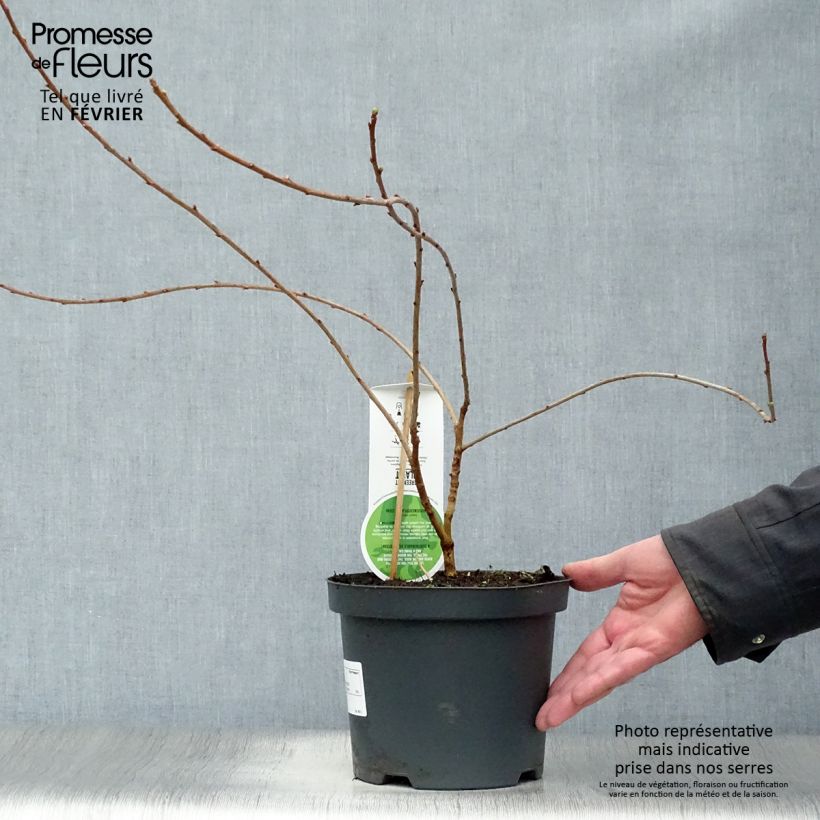 Exochorda macrantha The Bride Vaso da 2L/3L esemplare consegnato in inverno