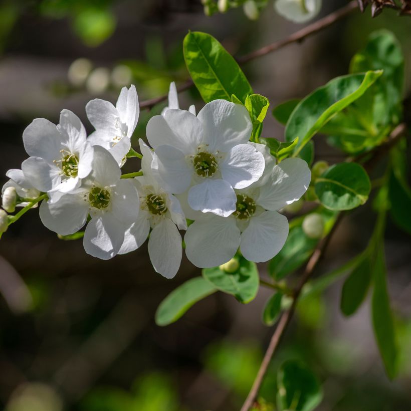 Exochorda racemosa Snow Mountain (Fioritura)