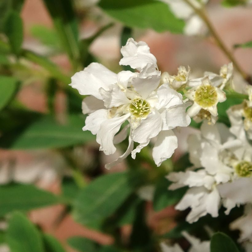 Exochorda macrantha The Bride (Fioritura)