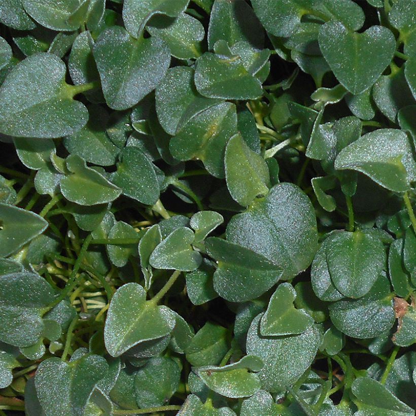 Falkia repens (Fogliame)