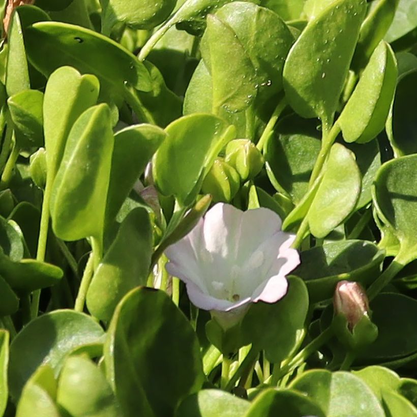 Falkia repens (Fioritura)