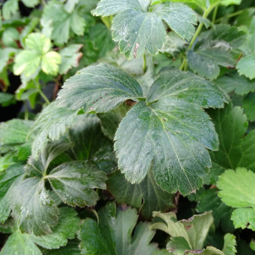 Waldsteinia ternata - Fragola sterile (Fogliame)