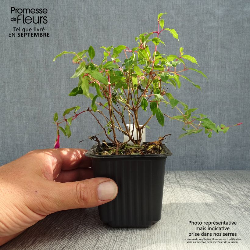Esemplare di Fuchsia magellanica - Fucsia Vasetto da 8/9 cm come consegnato in autunno
