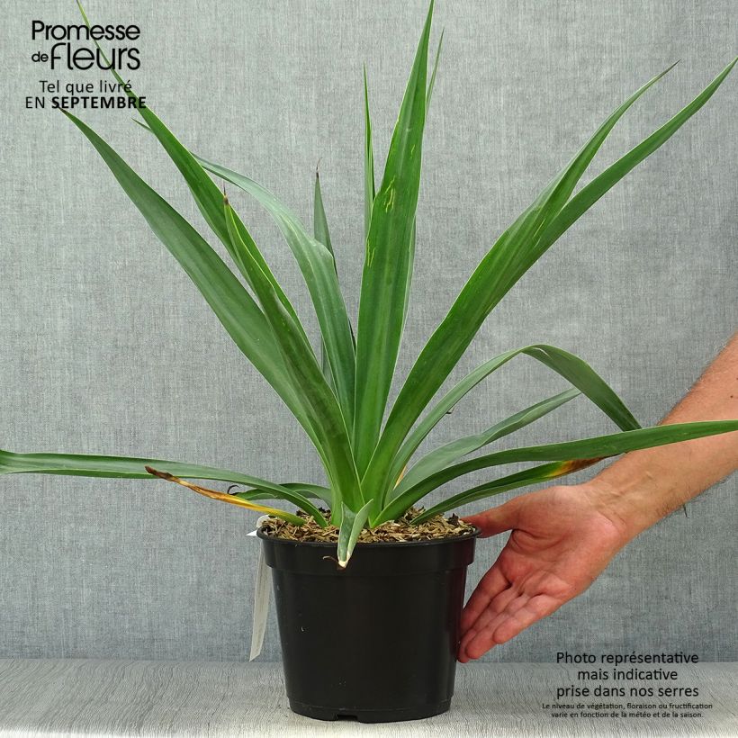 Esemplare di Furcraea bedinghausii - Furcraea blu Vaso da 3L/4L come consegnato in autunno